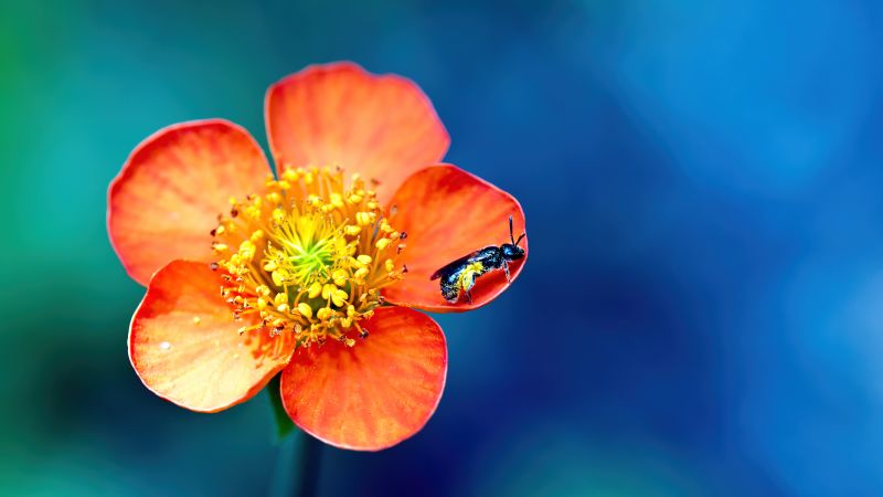 Bee, Pollination, Macro, Orange flower, Bokeh, Blue background, Wallpaper
