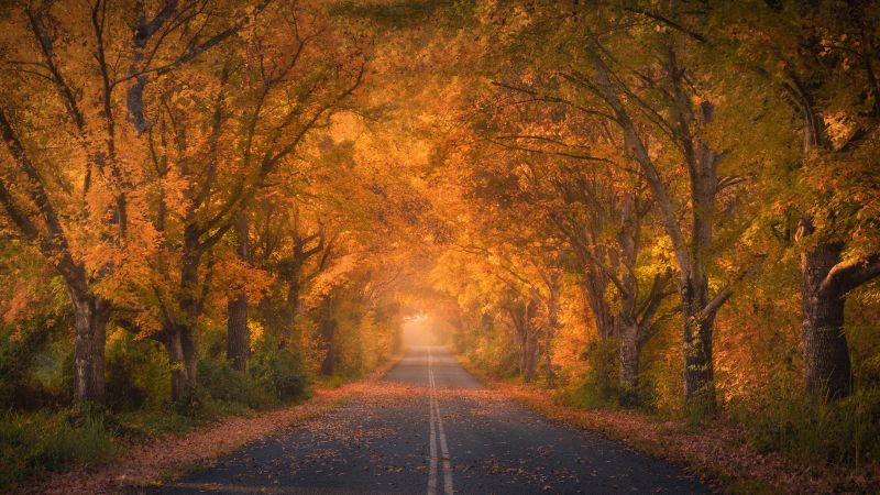 Autumn trees, Road, Autumn colors, Fall Foliage, Tarmac, 5K, 8K, Wallpaper