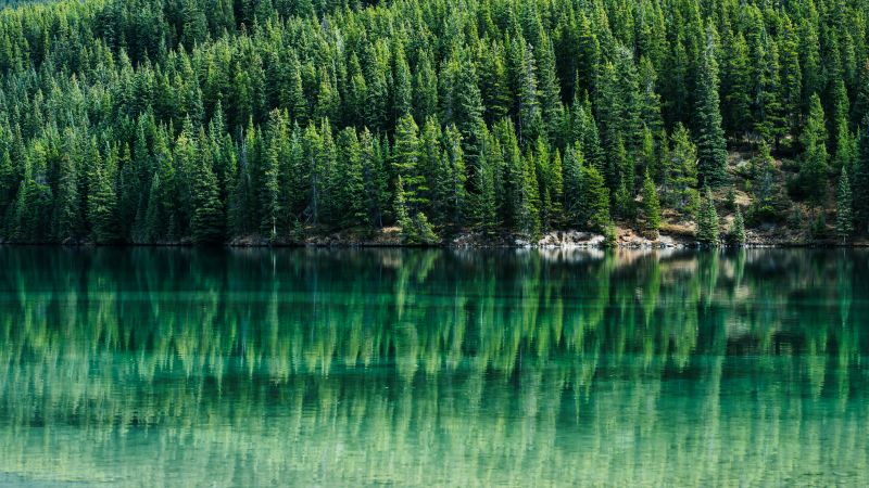 Green Trees, Pine trees, Reflections, Lake, Tranquility, Aesthetic, Banff National Park, Alberta, Canada, Landscape, Scenery, Wallpaper