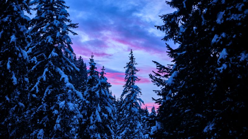 Pine trees, Snow covered, Winter, Forest, Sunset, 5K, Wallpaper