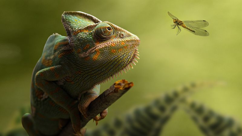 Chameleon, Dragonfly, Portrait, Blurred, Green background, Leaves, HDR, Wallpaper