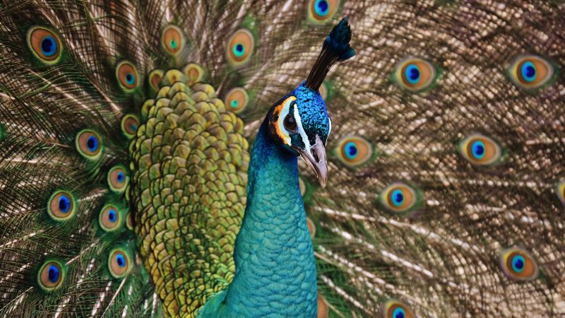Peacock, Bird, Plumage, Peacock feather, Pattern, Close up, Beautiful, 5K, Wallpaper