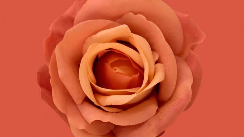 Orange Rose, Blossom, Petals, Closeup, Orange background, 5K, 8K, Wallpaper