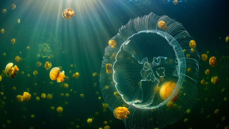 Jellyfish, Raja Ampat Islands, Underwater, Sunlight, Jellyfishes, Indonesia, 5K, 8K, Wallpaper