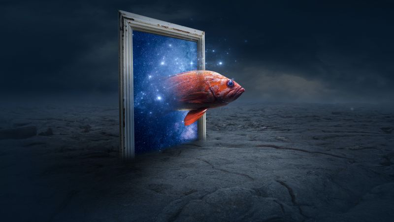 Orange Fish, Photo Manipulation, Fantasy artwork, Galaxy, Stars, Illustration, 5K, Wallpaper