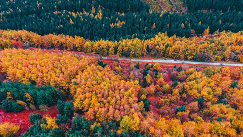 Autumn forest aerial view fall seasons colourful trees 