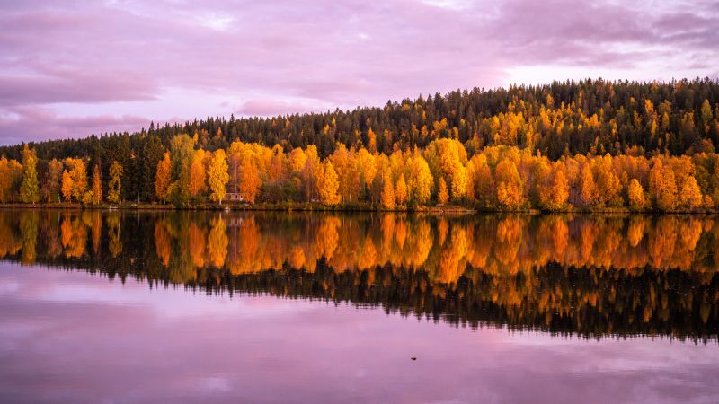Autumn trees, 8K, Forest, Pink sky, Sunset, Reflection, Mirror Lake, Beautiful, Scenery, 5K, Wallpaper