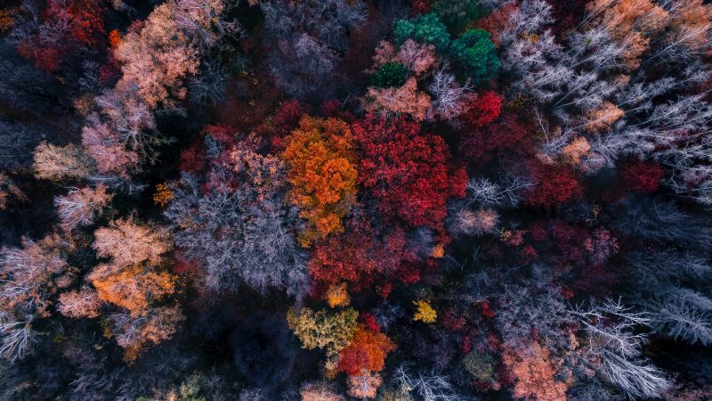 Autumn trees, Aerial view, Colourful forest, Fall Colors, 5K, Wallpaper