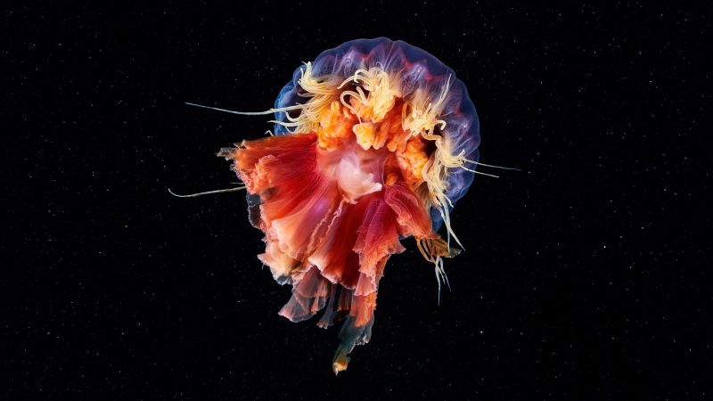 Jellyfish, Cyanea capillata, Lion's mane jellyfish, Giant jellyfish, Underwater, Black background, Wallpaper