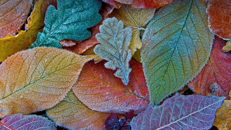 Autumn leaves, Frost leaves, Colorful background, Aesthetic, 5K, Wallpaper