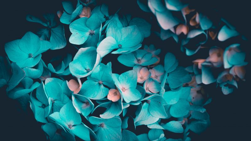 Blue flowers, Petals, Teal, Black background, 5K, Wallpaper