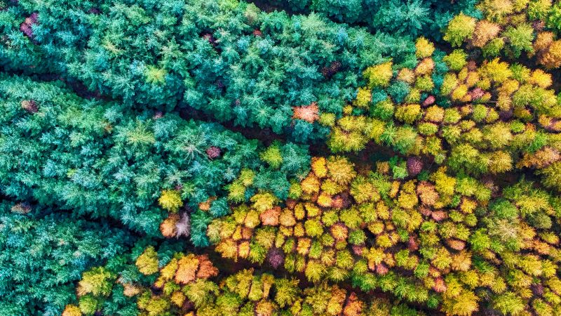 Autumn season, Mamhead Forest, Aerial Photography, Colourful, Autumn trees, Wallpaper