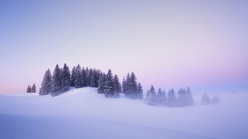 Winter, Snow covered, Foggy, Trees, Landscape, Blue hour, Switzerland, Sunrise, Mist, Cold, 5K
