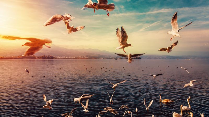 Seagulls, Lake, Flying birds, Seabirds, Swans, Morning sun, Sun light, 5K, Wallpaper