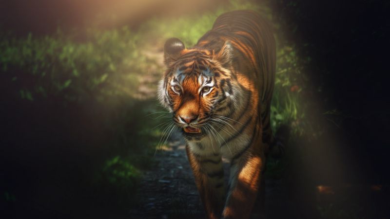 Tiger, Big cat, Wild animal, Forest, Starring, Predator, Carnivore, 5K, Wallpaper