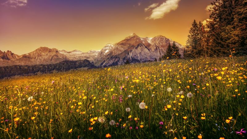 Buttercup field, Yellow flower, Alpstein, Mountain range, Evening sky, Landscape, Scenic, Clear sky, 5K, Wallpaper