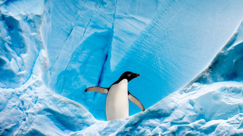 Penguin, Ice berg, Arctic, Antarctica, Wallpaper