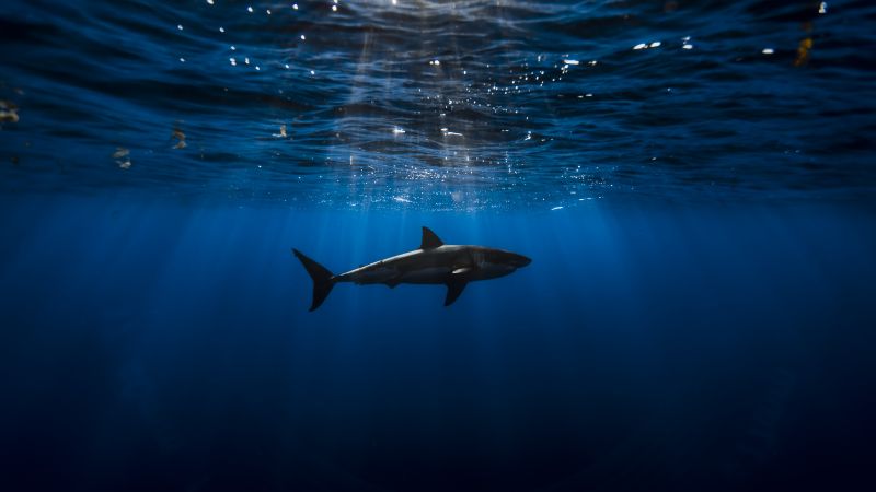 Great white shark, Underwater, Blue Ocean, Sea Life, Sun light, Blue background, 5K, Wallpaper