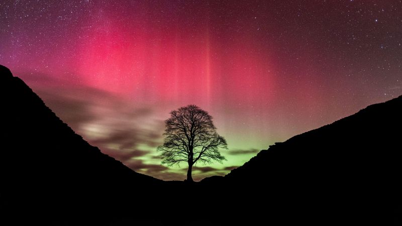 Sycamore Gap Tree, Aurora sky, Northern Lights, Silhouette, Night, Pink sky, 5K, Wallpaper