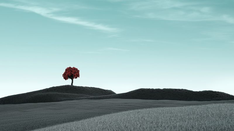 Lone tree, Clear sky, Surreal, Dry fields, Landscape, Wallpaper