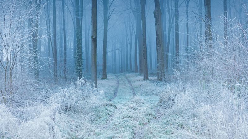 Winter, Forest, Frost, Mist, Path, Trees, Snow covered, 5K, Wallpaper