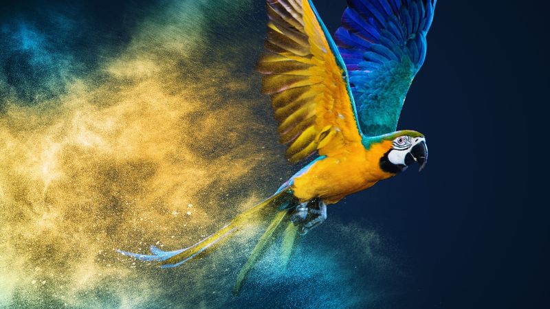 Blue and yellow macaw colorful background color burst macaw 