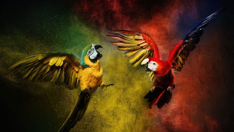 Blue and yellow macaw scarlet macaw colorful background 