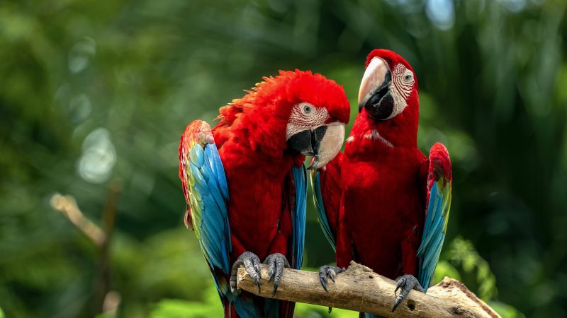 Macaw birds, Couple, Colorful, Jungle, Love Birds, Tropical, Bokeh, 5K, Wallpaper