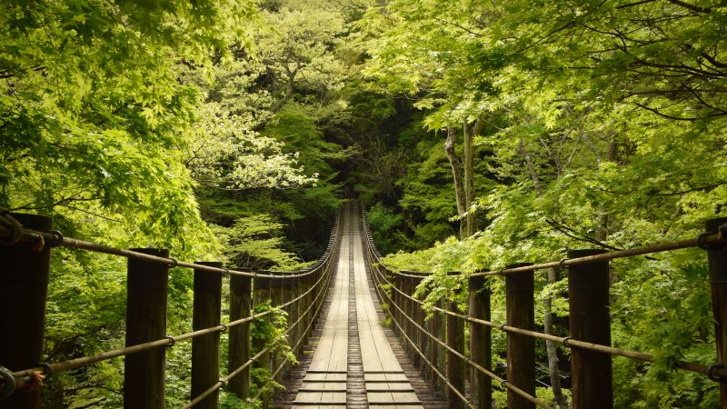 Hananuki Gorge, Japan, Scenic Spot, Suspended Bridge, Thick forest, Greenery, Tourist attraction, 5K, Wallpaper