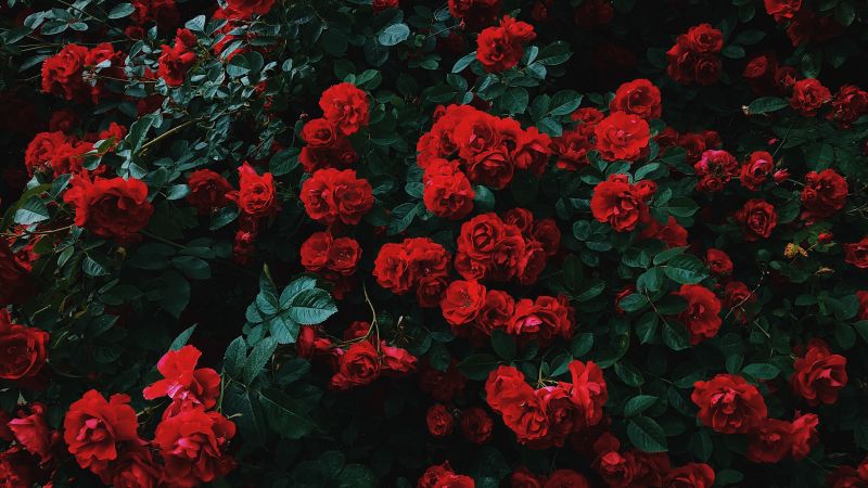 Garden roses, Hybrid roses, Red flowers, Plant, Wallpaper