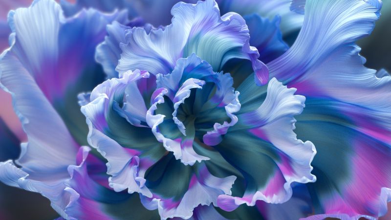 Floral Background, Purple Flower, Colorful, Macro, Wallpaper