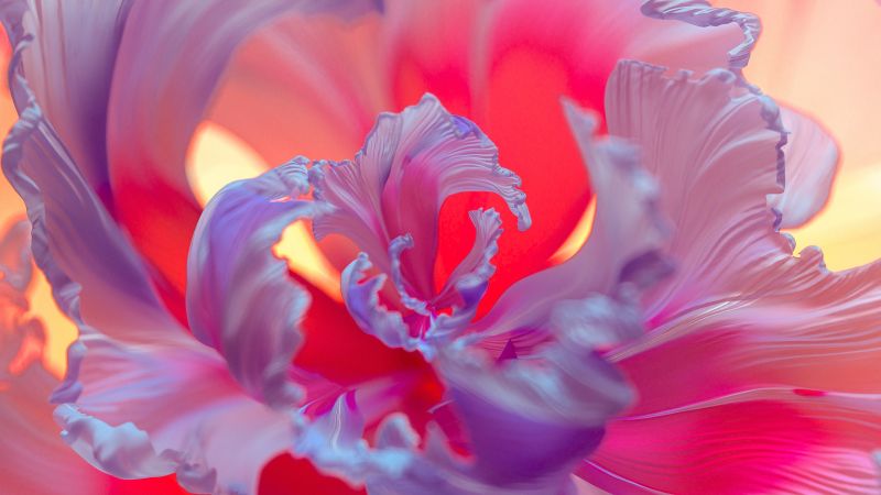 Purple Flower, Floral Background, Colorful, Digital Art, Wallpaper