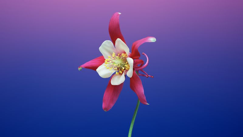 Aquilegia flower, Gradient background, macOS Mojave, iOS 11, Stock, HD, 5K, Wallpaper