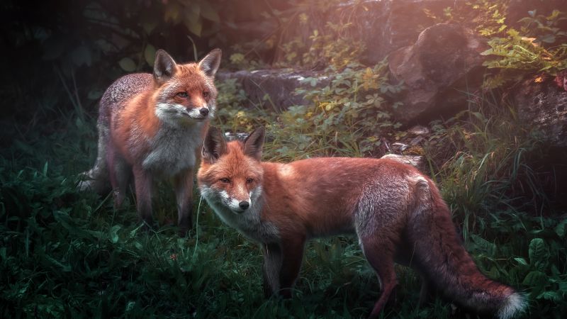 Red fox, Wild animals, Fox pair, Wallpaper