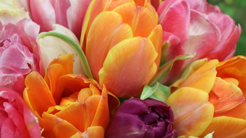 Tulips, Colorful, Floral Background, Bloom, Spring, Close up, 5K, Wallpaper