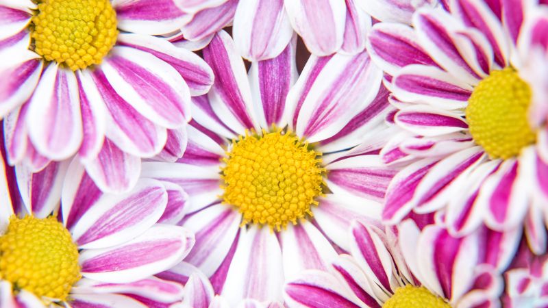 Chrysanthemum flowers, Pink flowers, Wallpaper