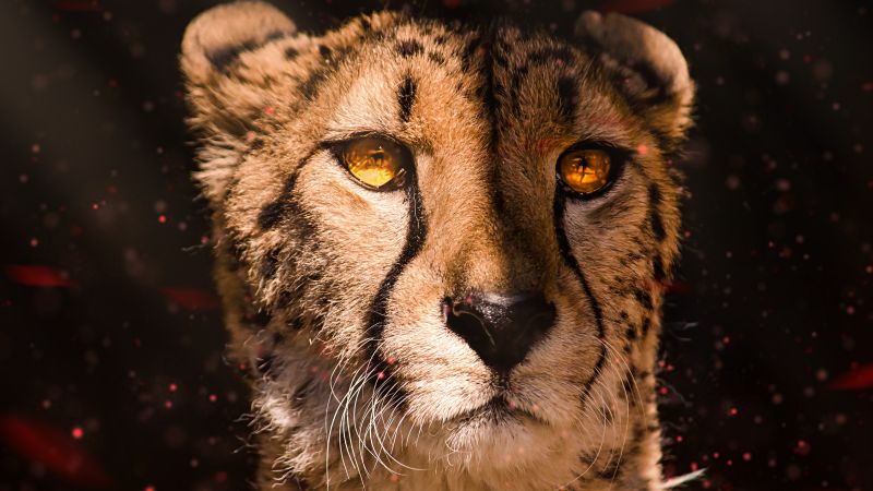 Cheetah, Southeast African cheetah, Fire, 5K, Wallpaper