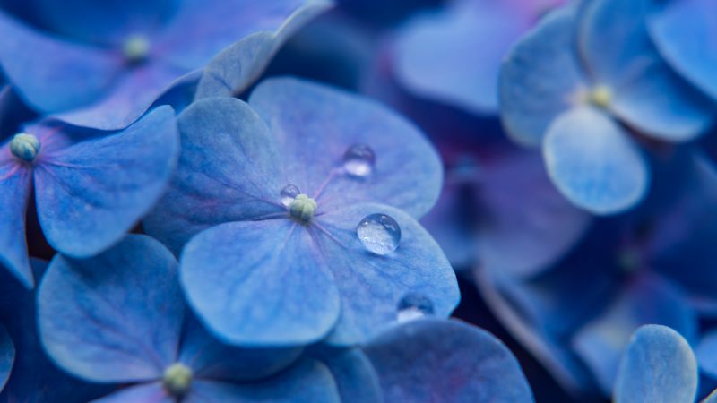 Hydrangea Flowers, Blue flowers, Blue Hydrangeas, Water droplets, Dew Drops, Blue background, Wallpaper
