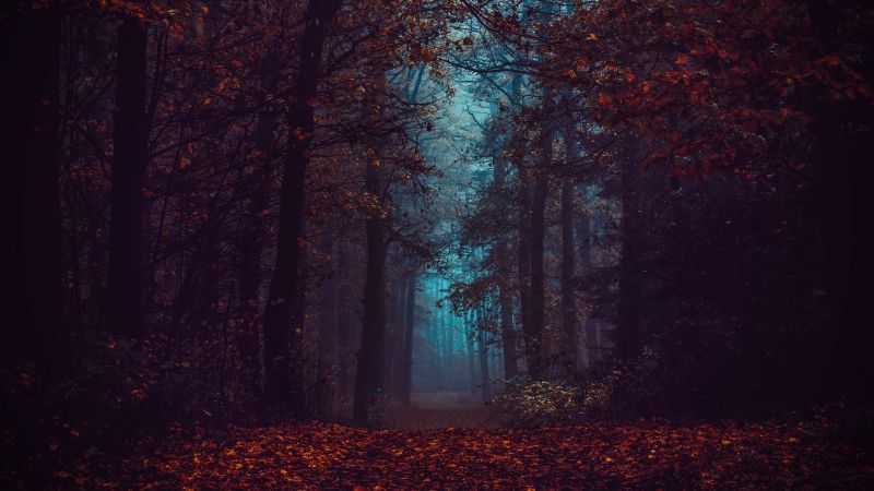 Forest, Fall Foliage, Fog, Morning, Dark, Path, Autumn Forest, Mist, Landscape, Wallpaper