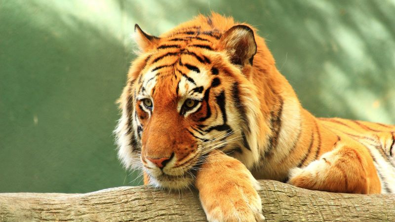 Tiger log starring rest big cat wild animals 