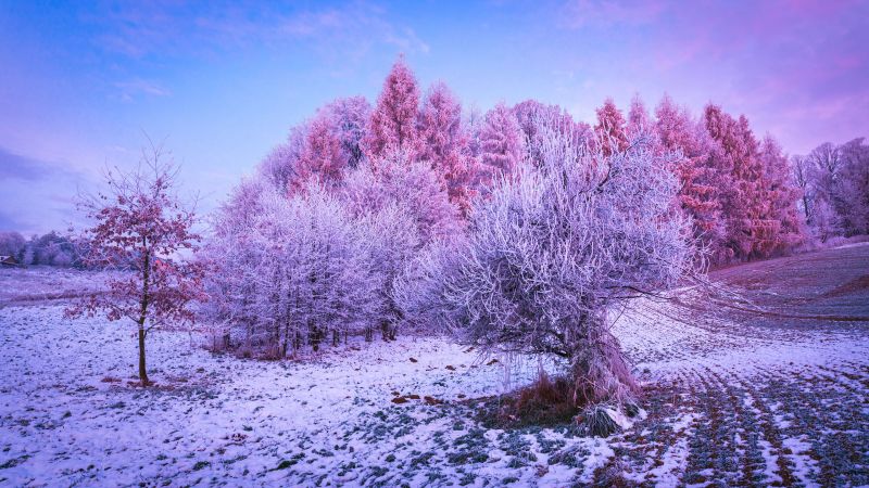 Winter forest, Trees, Landscape, Frost, Snow covered, Sunrise, Morning, Konary, Poland, Wallpaper