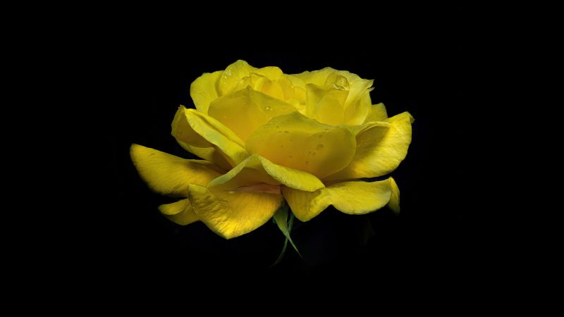Yellow Rose, Yellow flower, Rose flower, Dew Drops, Droplets, Black background, AMOLED, 5K, Wallpaper