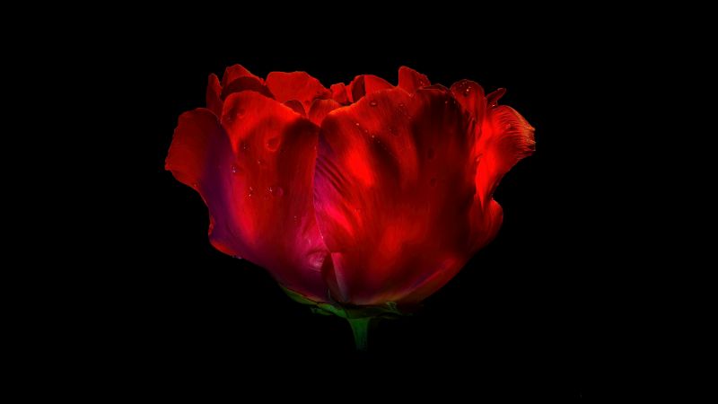 Red Rose, Red flower, Rose flower, Dew Drops, Droplets, Black background, AMOLED, 5K, Wallpaper