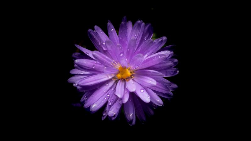 Aster flower, Purple Flower, Black background, AMOLED, 5K, Wallpaper