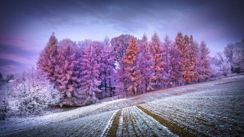 Winter forest, Landscape, Frost, Snow covered, Sunrise, Morning, Konary, Poland, Wallpaper