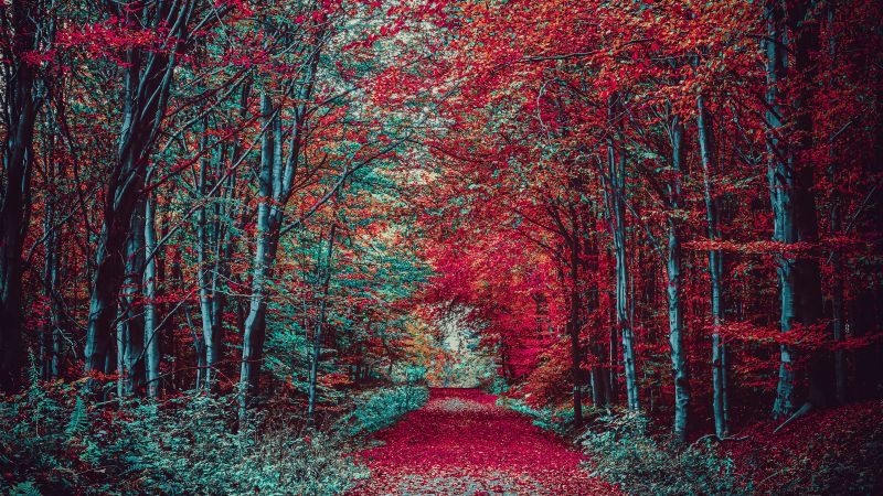 Autumn Forest, Path, Fall Foliage, Trees, Landscape, Scenic, Wallpaper