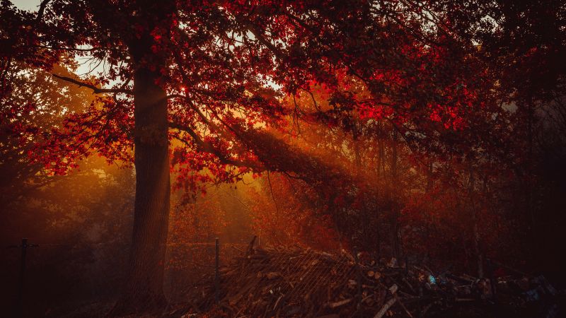 Autumn, Forest, Sunlight, Red background, Trees, Wallpaper