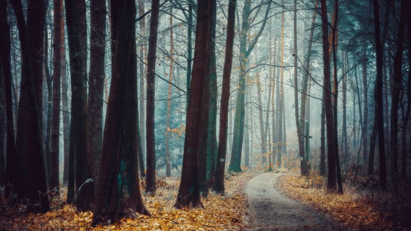 Forest, Trees, Autumn, Path, Landscape, Fog, Frost, Poland, Wallpaper