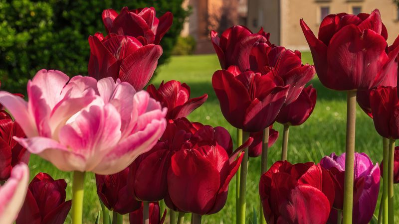 Red Tulips, Red flowers, Flower garden, Landscape, Wallpaper