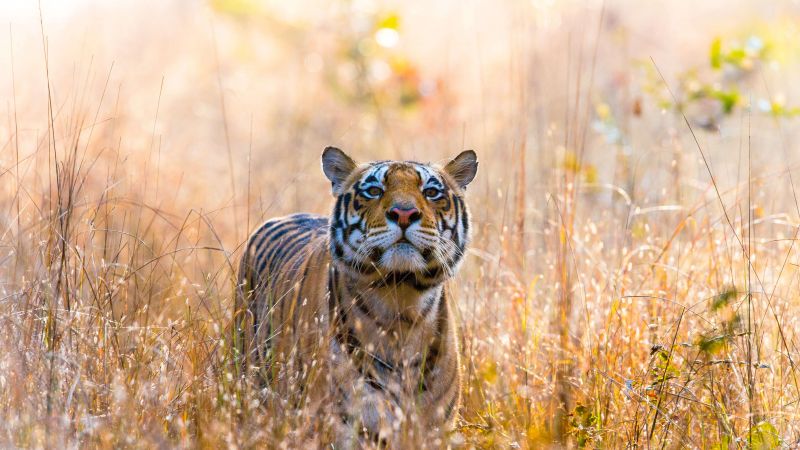 Wild Tiger, Kanha National Park, India, 5K, Wallpaper